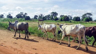 Cattle with large horns walk along a dirt road in Chad 