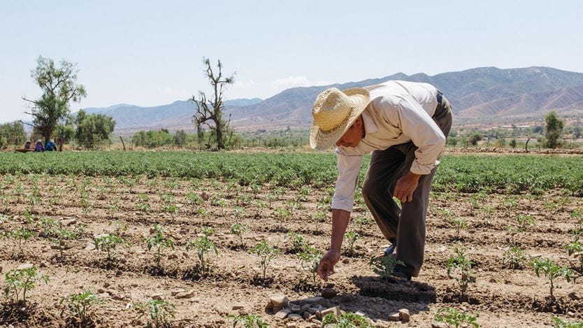 Um agricultor boliviano abaixado, irrigando as plantações em seu campo cercado por montanhas