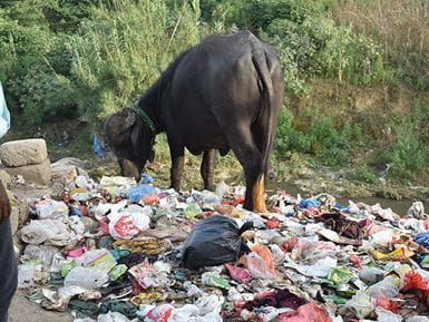 Os resíduos plásticos podem causar problemas de saúde para os animais, tais como este búfalo. Foto: Liaqat Gill/Pak Mission Society