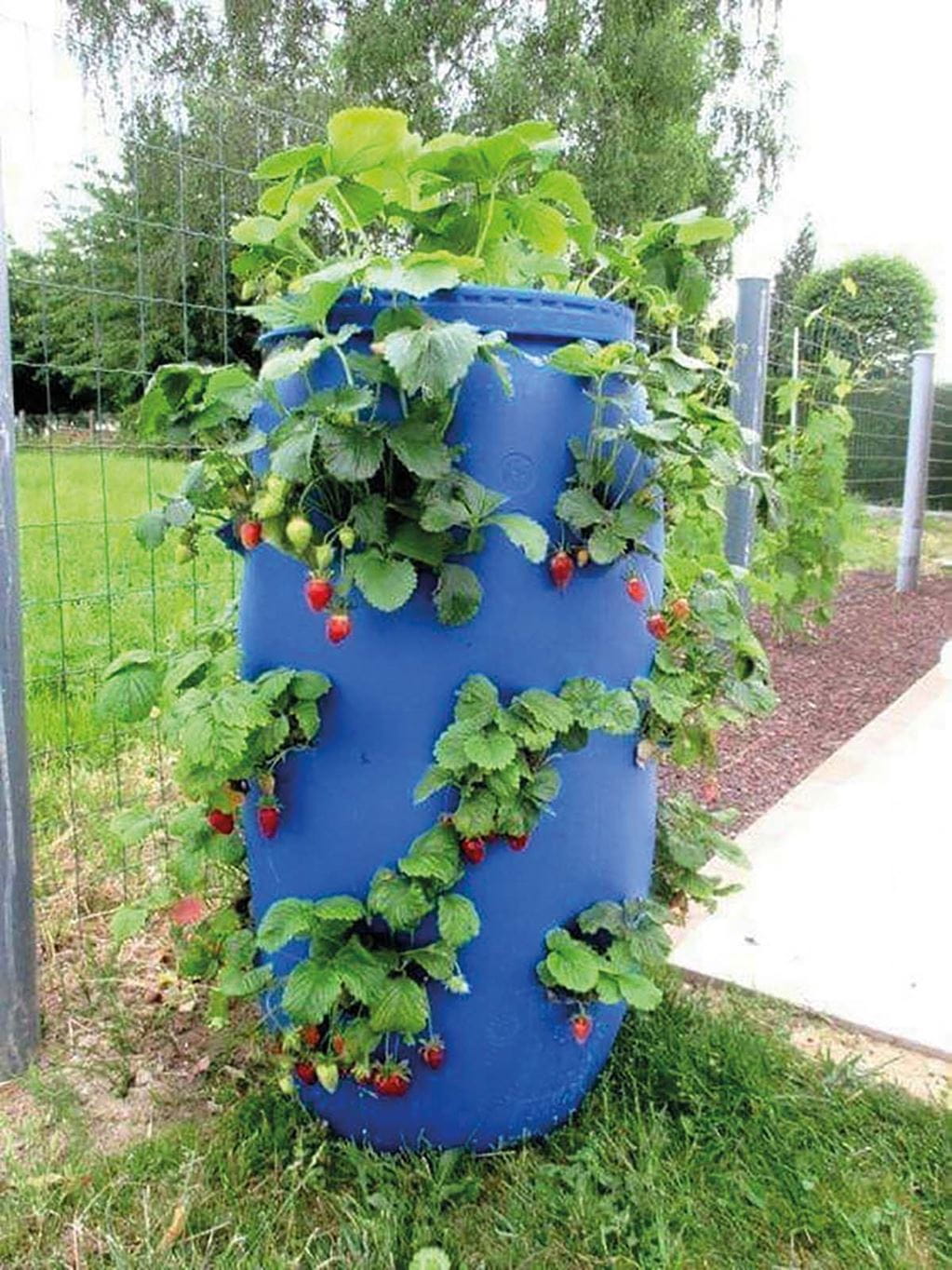 Hydroponic plants can be grown simply using locally available materials such as water barrels and plastic pipes. Photo: Vintage Greens Ltd, Latia Resource Centre