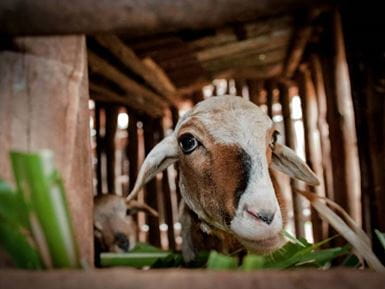 Uma cabra em Ruanda, que fornece leite, carne e estrume para os campos, ao lado de um galho verde em seu curral