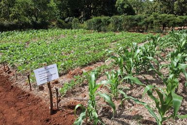 Um campo de cultivo na Etiópia