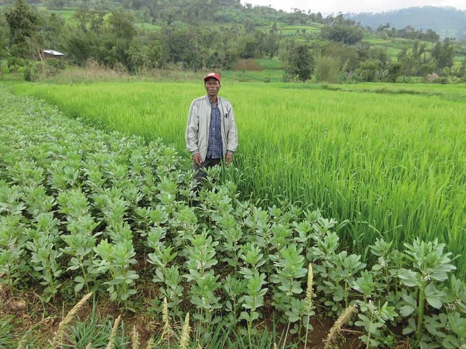 Kibe Kifle in Ethiopia shows his faba bean and barley crops grown using conservation agriculture techniques. Photo: Neil Rowe-Miller