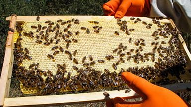 Duas mãos com luvas segurando uma bandeja com uma seção de uma colmeia e centenas de abelhas