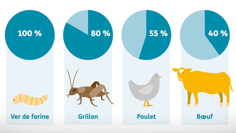 Pourcentage consommable pour chaque animal