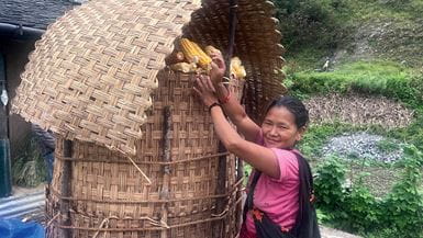 Una sonriente nepalesa coloca mazorcas de maíz secas y descascaradas en una canasta grande hecha de bambú.