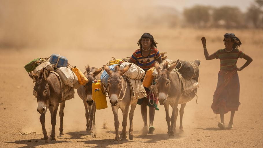 Two smiling Ethiopian women walk with a group of donkeys that are carrying plastic jerry cans of water on their backs.