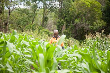 A man in an orange t-shirt walks through crops at the border of a forest.