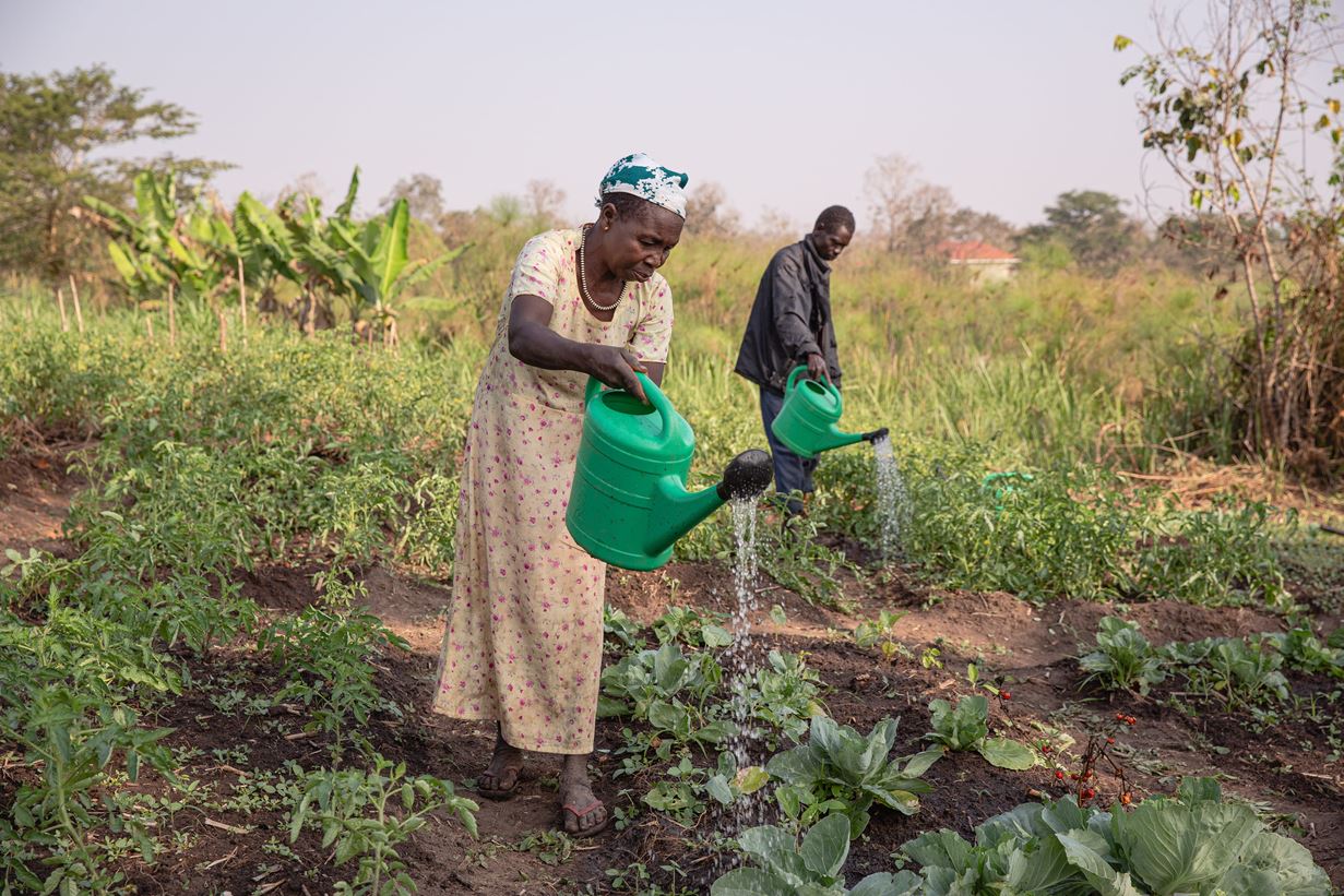 Au Sud Soudan, une femme vêtue d’une robe longue et un homme en arrière-plan arrosent les légumes de leur ferme à l’aide d’arrosoirs en plastique vert.