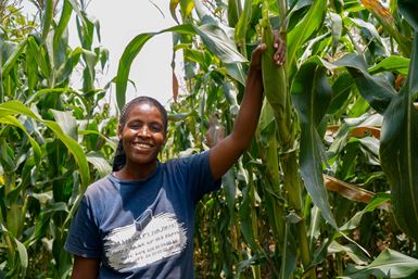 Dans un champ de maïs luxuriant, une femme éthiopienne souriante, vêtue d’un t-shirt bleu, tient dans sa main un épi qui pousse sur un plant au-dessus de sa tête.