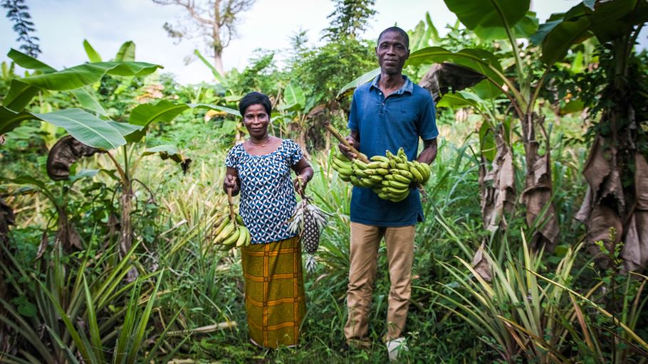 En Côte d’Ivoire, un couple se tient dans une parcelle cultivée luxuriante, en tenant dans les mains un ananas et des régimes de bananes.