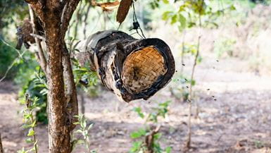 A bee hive covered in a black bin bag hangs off of a tree, bees flying in and out of it.