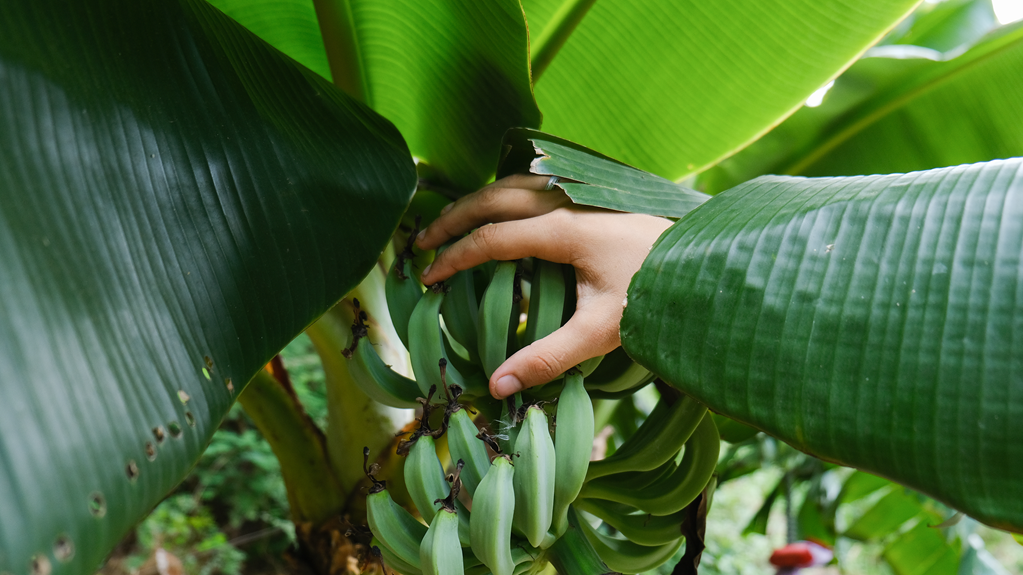A hand reaches for a bunch of green bananas