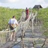 Turistas usando a passarela suspensa de Mida Creek, construída com o fim de levantar verbas para mandar as crianças para a escola secundária e para mostrar um forte compromisso com a conservação. Foto: Colin Jackson