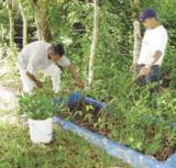 Vivero del centro educativo técnico local para la reforestación de manglares en la orilla de la laguna. Foto: Steve Collins