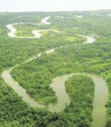 Aerofoto del bosque latifoliado. Foto: Steve Collins