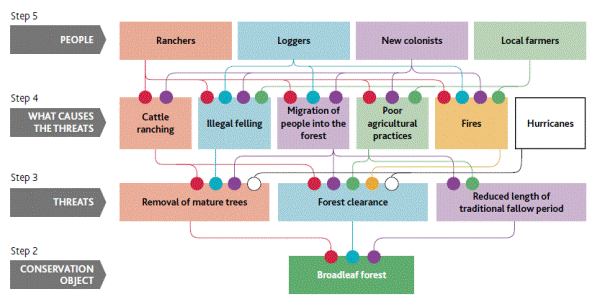 Looking at broadleaf forest as an example of the process