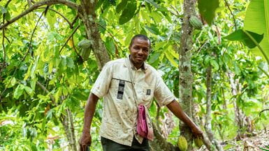 Hombre con una camisa de color caqui claro y un bolso de hombro rosa 'Hello Kitty', recoge fruto de su árbol de cacao mientras sonríe a la cámara