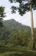 Vista da floresta em Honduras. Geoff Crawford/Tearfund