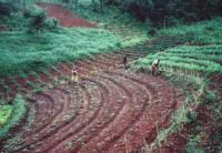 Membros do grupo de “Cuidados Domiciliares Msongwe Gate” trabalhando na horta com cuidados do solo. Os camalhões marcadores podem ser vistos à esquerda e à direita na foto, plantados com capim vetiver. John Crossley