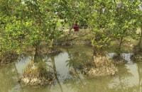 La région des Sundarbans, au Bangladesh, héberge une des plus grandes forêts de mangrove en eau salée au monde. Peter Caton/Tearfund