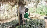 Las plántulas son regadas y protegidas en un vivero en el sur de Kivu, República Democrática del Congo. Sadiki Byombuka/Tearfund