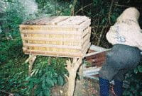 Una colmena fabricada con rafia y su apicultor utilizando ropa protectora. Paul Latham