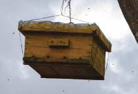 Hive suspended to avoid ants and honey badgers. Photo: Paul Latham