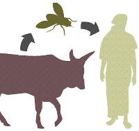 Human sleeping sickness (Transfer diagram) 