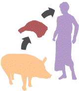 Pork Tapeworm (Transfer diagram) 