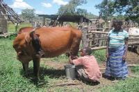 Esta vaca leiteira fornece de nove a quinze litros de leite por dia a um casal jovem na Zâmbia. Foto: BICC