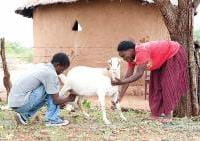 A parceira da Tearfund, ZOE, trabalha com famílias chefiadas por crianças em Bulawayo, Zimbábue, fornecendolhes cabras como fonte de renda. Foto: Eleanor Bentall/Tearfund