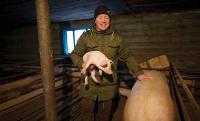 Trabalhador cuidando de porcos no Centro de Salvação, nos arredores de Asbest, Rússia. A criação de animais foi o primeiro empreendimento do centro. Foto: Kieran Dodds/Tearfund