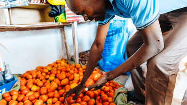 Man wearing a light blue polo shirt leans down to pick up tomatoes in a bucket