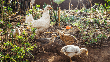 In Rwanda, a mother chicken searches for food on the ground in a forest with her three baby chicks.