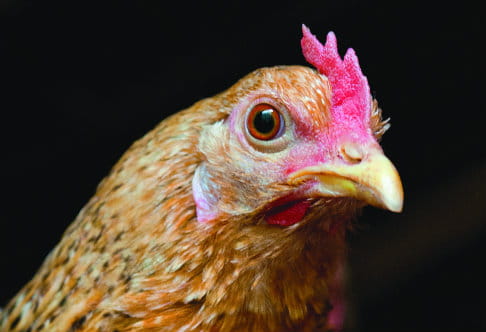The best looking chickens may not always lay the best eggs or provide the best meat. Photo: Will Boase/Tearfund