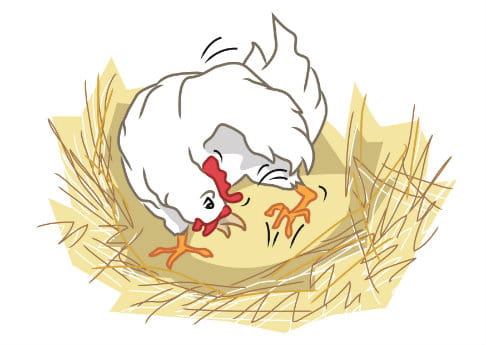 “Eu achava que tinha deixado uns ovos por aqui... Bem, acho que vou ter que pôr outro.” Ilustração: Amy Levene