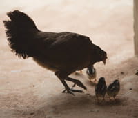 Photo of hen and chicks. Photo: Ralph Hodgson/Tearfund