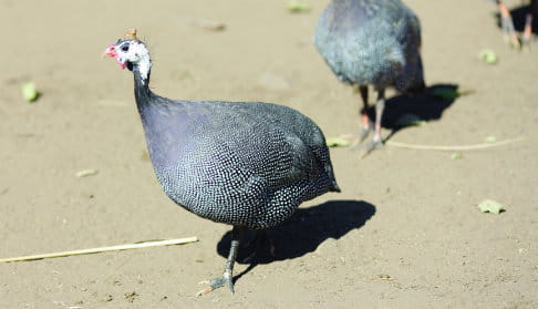 La grippe aviaire touche de nombreux types de volatiles. Photo: Layton Thompson/Tearfund