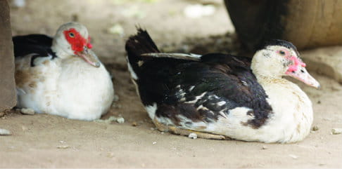 Los patos pueden utilizarse por su carne y sus huevos. Foto: Layton Thompson/Tearfund
