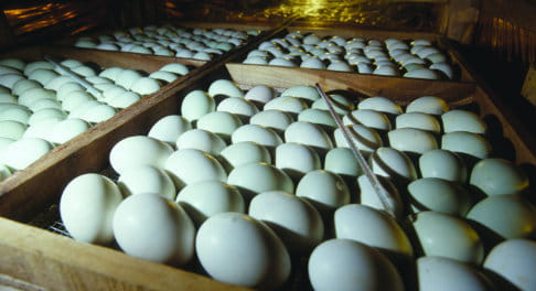 La consommation d’œufs peut améliorer la vue et la mémoire, et renforcer les os et le système immunitaire. Photo: Richard Hanson/Tearfund