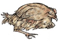 Unhealthy or sick bird. Illustration: Amy Levene