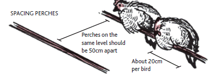 Spacing perches. Illustration: Amy Levene