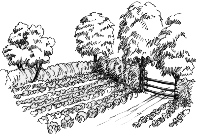 Illustration of a cultivated field