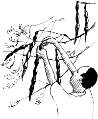 Illustration d’un homme suspendant des cosses de graines pour les faire sécher.