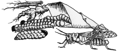 Illustration d’une sauterelle et d’une chrysalide.