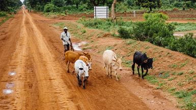 Um homem pastoreando cinco vacas ao longo de uma estrada de terra rural em Uganda